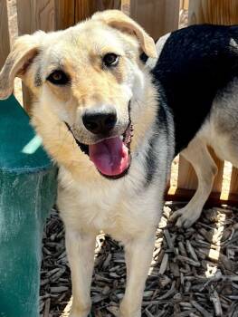 Rescue Husky and German Shepherd Dog Dogs for Adoption in Windsor, Colorado - Rex | PetCurious