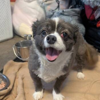 Chihuahua Dogs Available for Adoption in Jefferson City, Tennessee - Lexi | PetCurious