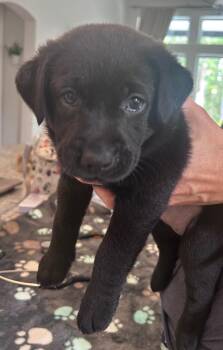 Labrador Retriever and Mixed Breed Dogs Available for Adoption in St. Augustine, Florida - Mrs. Green | PetCurious