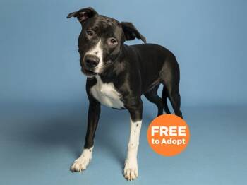 Labrador Retriever Dogs Available for Adoption in Phoenix, Arizona - BESITO | PetCurious