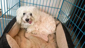 Maltese Dogs Available for Adoption in Blountstown, Florida - Patty Cake | PetCurious