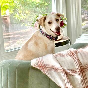 Labrador Retriever Dogs Available for Adoption in Baldwin, Maryland - Snow | PetCurious