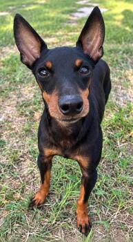 Peewee -  Toy Manchester Terrier Dog for Adoption in Douglas, Georgia - Peewee | PetCurious