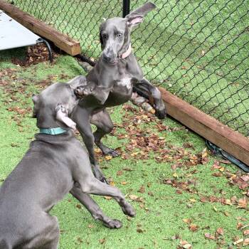 Colleen -  Weimaraner Dog for Adoption in Sunrise, Florida - Colleen | PetCurious