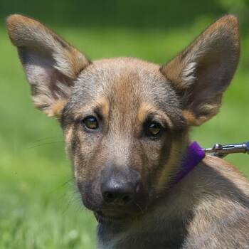Plum -  Shepherd and Great Pyrenees Dog for Adoption in South Elgin, Illinois - Plum | PetCurious
