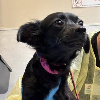 Cupcake -  Mixed Breed Dog for Adoption in Murray, Utah - Cupcake | PetCurious