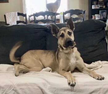 Shepherd Dogs Available for Adoption in Kutztown, Pennsylvania - Eve | PetCurious