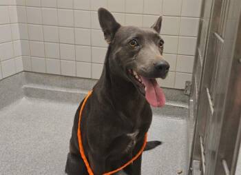 SEAWEED -  Australian Kelpie and Mixed Breed Dog for Adoption in Tustin, California - SEAWEED | PetCurious