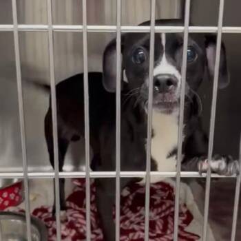 Sparxxx -  Pug and Chihuahua Dog for Adoption in Chicago, Illinois - Sparxxx | PetCurious