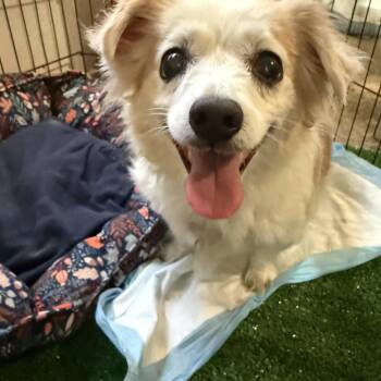 Rusty -  Chihuahua and Corgi Dog for Adoption in San Antonio, Texas - Rusty | PetCurious