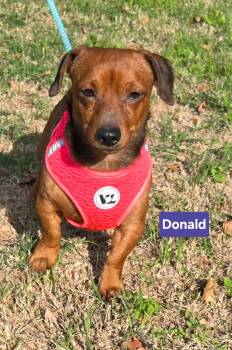 DONALD 425 -  Chiweenie Dog for Adoption in New Berlin, Wisconsin - DONALD 425 | PetCurious
