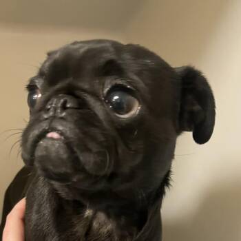 Pug Dogs Available for Adoption - 70094 | PetCurious
