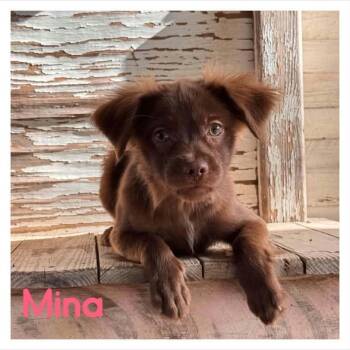 Mina -  Dachshund Dog for Adoption in Coldwater, Michigan - Mina | PetCurious