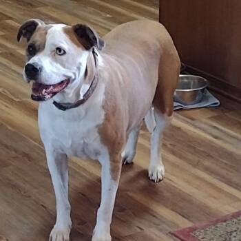 Rescue Pit Bull Terrier Dogs for Adoption in Wadena, Minnesota - Levi | PetCurious