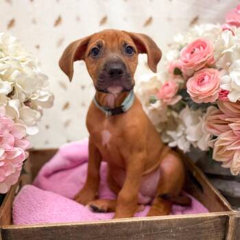 Jason -  Hound Dog for Adoption in Newberg, Oregon - Jason | PetCurious