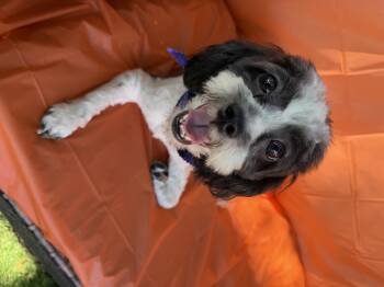 Meesha -  Cavalier King Charles Spaniel and Miniature Poodle Dog for Adoption in Louise, Texas - Meesha | PetCurious
