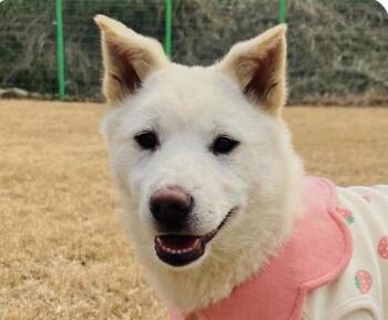 Jindo Dogs Available for Adoption in San Ramon, California - Molly | PetCurious