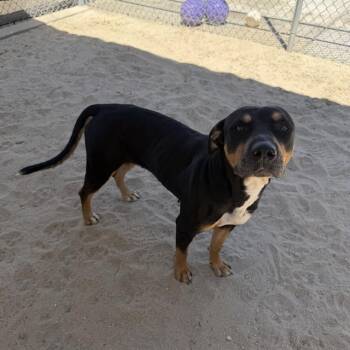 YOYO -  Rottweiler Dog for Adoption in Thousand Palms, California - YOYO | PetCurious