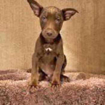 Diego -  Chihuahua and Labrador Retriever Dog for Adoption in Portsmouth, Ohio - Diego | PetCurious