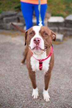 Pit Bull Terrier Dogs Available for Adoption in Dallas, Texas - GANNON | PetCurious