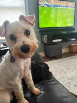 Rizzo -  Maltese Dog for Adoption in Berlin, New Jersey - Rizzo | PetCurious