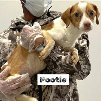 Chihuahua and Dachshund Dogs Available for Adoption in Rockville, Maryland - Patootie | PetCurious