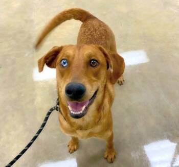 Labrador Retriever Dogs Available for Adoption - Montana | PetCurious