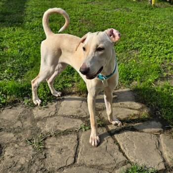 Nube -  Greyhound and Hound Dog for Adoption in Williamsburg, Ontario - Nube | PetCurious