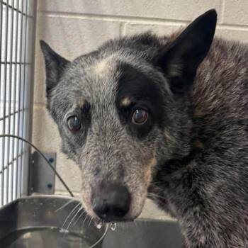 Haze -  Australian Cattle Dog Blue Heeler Dog for Adoption in Marshall, Virginia - Haze | PetCurious