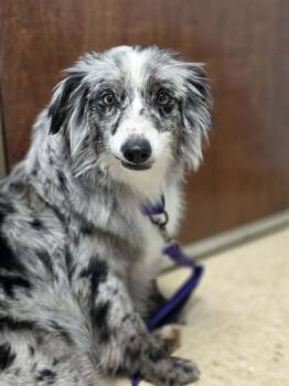 Jenga -  Australian Shepherd Dog for Adoption in Troy, Illinois - Jenga | PetCurious