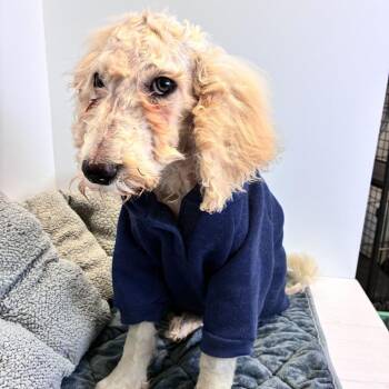 Poodle Dogs Available for Adoption in Dayton, Ohio - Pip | PetCurious