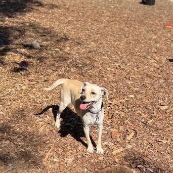 Chihuahua and Beagle Dogs Available for Adoption - Saffron | PetCurious