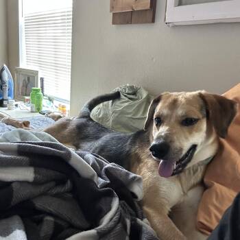 Rescue Australian Cattle Dog Blue Heeler and Shepherd Dogs for Adoption - BUSTER BROWN….BEST DOG EVER!!!! | PetCurious