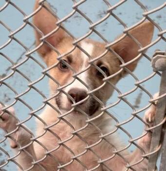 Australian Shepherd and Shepherd Dogs Available for Adoption in Ogdensburg, New York - Odin | PetCurious