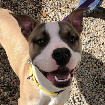 Rescue Mixed Breed Dogs for Adoption in Asheville, North Carolina - Hank | PetCurious