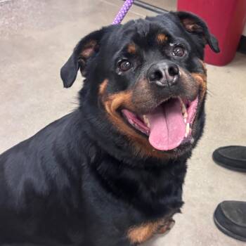 YORK-Stray-16467 -  Rottweiler Dog for Adoption in York, Pennsylvania - YORK-Stray-16467 | PetCurious