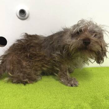 Maria -  Shih Tzu and Schnauzer Dog for Adoption in Warrensburg, Missouri - Maria | PetCurious