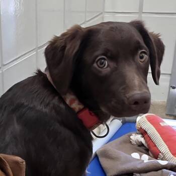Freya -  Chocolate Labrador Retriever and Spaniel Dog for Adoption in Silver Spring, Maryland - Freya | PetCurious