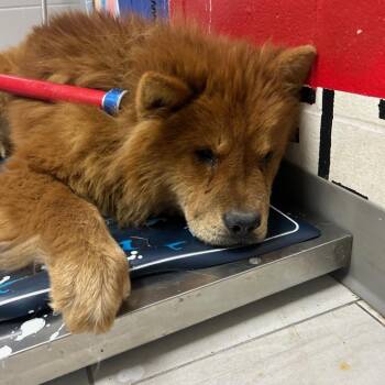 Chow Chow Dogs Available for Adoption - Chucky | PetCurious