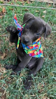 Elsa -F - Lab mix, grayish fur 8-weeks old -  Black Labrador Retriever Dog for Adoption in Muldrow, Oklahoma - Elsa -F - Lab Mix, Grayish Fur 8-weeks Old | PetCurious