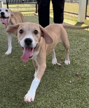 Labrador Retriever and American Bulldog Dogs Available for Adoption in Daphne, Alabama - Honeysuckle | PetCurious