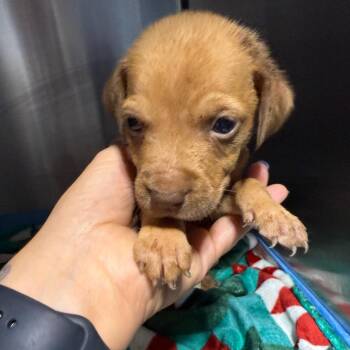 Wheat Thin -  Mixed Breed Dog for Adoption in Savannah, Georgia - Wheat Thin | PetCurious