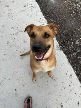 Rescue Mixed Breed Dogs for Adoption in Mandan, North Dakota - Aries | PetCurious
