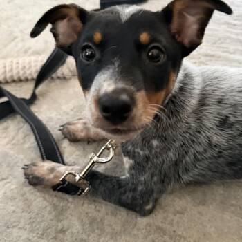 Ranger -  Australian Cattle Dog Blue Heeler Dog for Adoption in Richmond, Virginia - Ranger | PetCurious