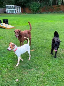 Lillypad -  Pit Bull Terrier Dog for Adoption in Germantown, Ohio - Lillypad | PetCurious