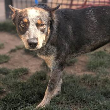 BOONIE -  Australian Cattle Dog Blue Heeler Dog for Adoption in Richmond, California - BOONIE | PetCurious