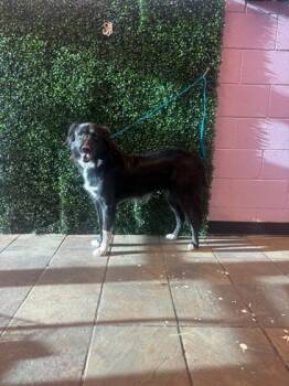 Hope -  Border Collie and Mixed Breed Dog for Adoption in El Paso, Texas - Hope | PetCurious