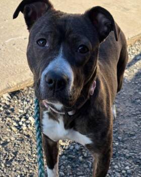 Pit Bull Terrier Dogs Available for Adoption - Nova - At Shelter | PetCurious