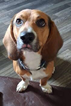 Bruegger the Bagle - COMING SOON Omaha -  Basset Hound and Beagle Dog for Adoption in Overland Park, Kansas - Bruegger The Bagle - COMING SOON Omaha | PetCurious