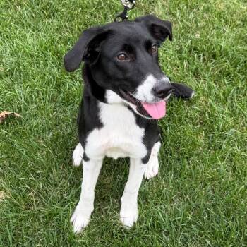 Tamarind -  Mixed Breed Dog for Adoption in Cincinnati, Ohio - Tamarind | PetCurious
